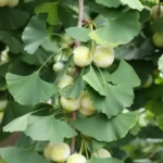 Extrato de Ginkgo Biloba
